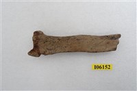 藏品(老虎左橈骨下端)的圖片